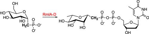 Investigating the Substrate Specificity of l-Rhamnose Biosynthetic Enzymes (RmlA–D): Chemoenzymatic Synthesis of an Isosteric Nonhydrolyzable TDP-β-l-Rhamnose Phosphonate