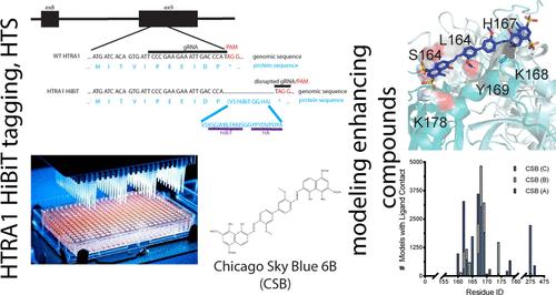 Select Azo Compounds Post-translationally Modulate HTRA1 Abundance and Activity Potentially through Interactions at the Trimer Interface