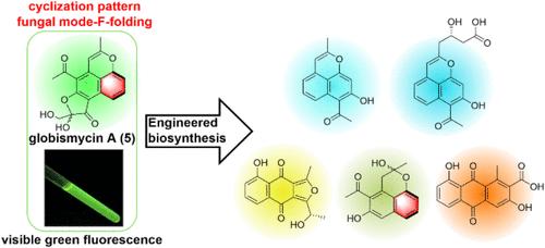 Seven Cyclization Patterns of Type II PKS Yield Fluorescent Compounds, Including Fungal-Type Folded Globismycin A