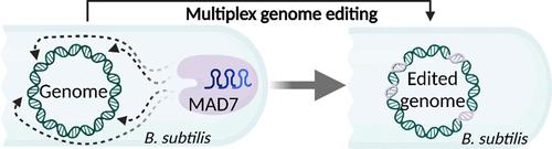 Multiplex Genome Editing and Regulation in Bacillus subtilis with CRISPR-MAD7