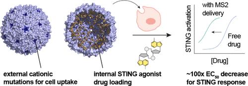 Cytosolic Delivery of Anionic Cyclic Dinucleotide STING Agonists with Locally Supercharged Viral Capsids