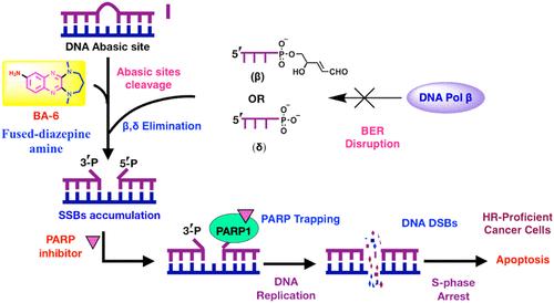 Disrupting the Base Excision Repair (BER) Pathway by Targeting the Abasic Site Enhances the Sensitivity of PARP Inhibitor in HR-Proficient Cancer Cells