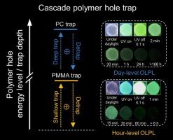 Day-level long persistent luminescence in purely organic polymers via cascade hole trap mechanism