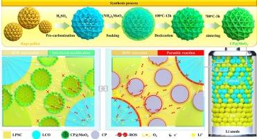 Engineering multifunctional conductive carbon-based cathode additives to stabilize high-performance all-solid-state lithium metal batteries
