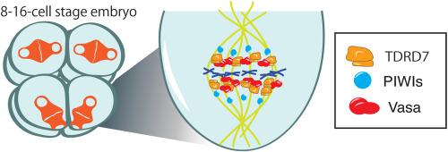 Germline factors, TDRD and Piwi, colocalize with Vasa on the mitotic apparatus during the embryogenesis of the sea urchin