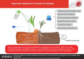 Improved resistance to basal rot disease and promotion of onion plant growth by Aspergillus terreus-mediated silver nanoparticles