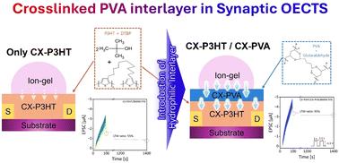 Improved neuromorphic functionality in organic electrochemical transistors using crosslinked-polyvinyl alcohol for fast ion transport and its application to Pavlovian transistors†