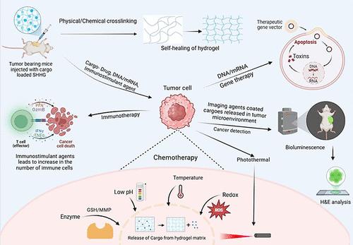 Leveraging Self-Healing Hydrogels for Cancer Management: Synthesis, Targeting Strategies, and Clinical Progress