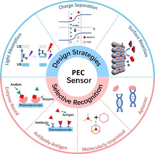 Recent Progress on Photoelectrochemical Agricultural Detection Sensors: Elucidating the Optoelectronic Signal Amplification Mechanism and the Sensing Mechanism