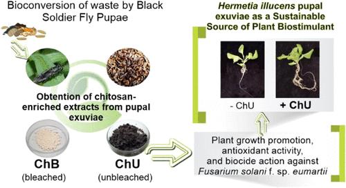 Valuable Properties of Chitosan-Enriched Extracts from Black Soldier Fly Pupal Exuviae as Plant Biostimulants
