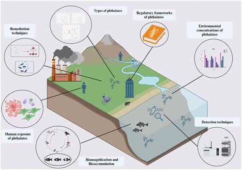 Phthalate Exposure: Prevalence, Health Effects, Regulatory Frameworks, and Remediation
