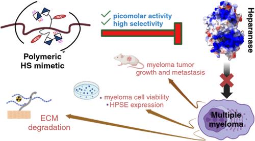 Heparanase-Inhibiting Polymeric Heparan Sulfate Mimetic Attenuates Myeloma Tumor Growth and Bone Metastasis