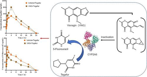 Mechanistic Insights into CYP2A6 Inactivation by Visnagin and Its Impact on Pharmacokinetic Properties of Tegafur
