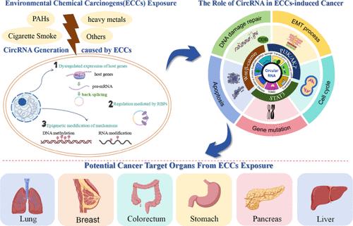 Circular RNAs: A Potential Regulator in Environmental Chemical Carcinogenesis