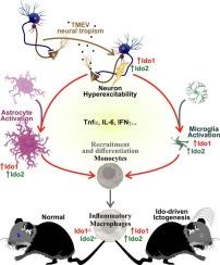 Ido1 or Ido2 deficiency in myeloid-derived cells attenuates TMEV-induced ictogenesis