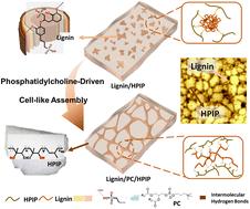 Phosphatidylcholine-driven cell-like assembly of lignin for reinforcing and toughening rubber materials†