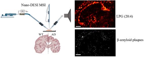 Multimodal Nano-DESI Mass Spectrometry Imaging Reveals Phospholipids Accumulation in and around Amyloid Plaques in Alzheimer’s Disease