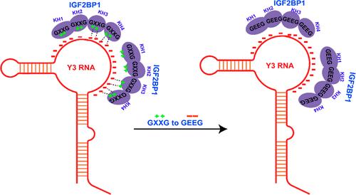 Thermodynamics and Binding Mechanism of Insulin-like Growth Factor Binding Protein 1 (IGF2BP1) and Y3 RNA Interaction