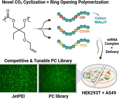 Clickable and Degradable Polycarbonate Vehicles for mRNA Delivery