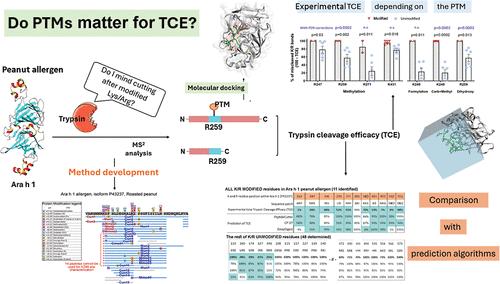 Why Protein Modifications Matter for Digestibility: The Case of Ara h 1 Peanut Allergen and Trypsin Cleavage