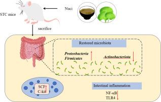 Effects and mechanisms of nuciferine on constipation through regulation of the SCF/c-Kit/NF-κB/TLR4 signaling pathway in STC model mice