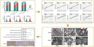 Sculpting liver-related injury in type 2 diabetes mellitus: Decoding serum ferritin's correlation and ferroptosis pathways
