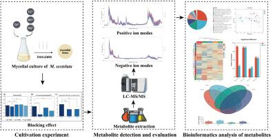 UIon antagonism strategy for cadmium mitigation in Morchella sextelata: Physiological and metabolomic insights