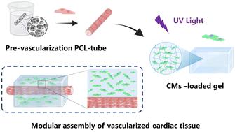 Biomimetic vascular scaffolds via hybrid 3D printing-phase separation for vascularized cardiac tissue with enhanced perfusion and maturation†