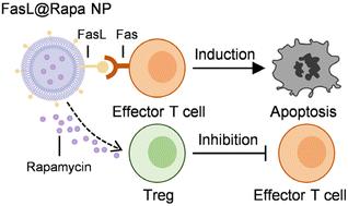 Functionalized cell membrane-coated nanoparticles induce local immune tolerance for durable survival of allogeneic islet grafts†