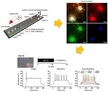Microencapsulation system for scalable differentiation of peripheral motor neurons from human induced pluripotent stem cells†