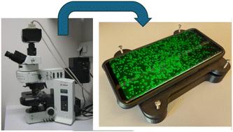 HIST-DIP: histogram thresholding and deep image priors assisted smartphone-based fluorescence microscopy imaging†