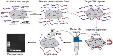 Hydrogel beads for enhanced nucleic acid analysis in complex fluid matrices†
