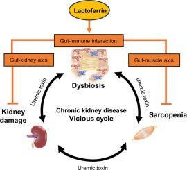 Lactoferrin attenuates renal fibrosis and uremic sarcopenia in a mouse model of adenine-induced chronic kidney disease