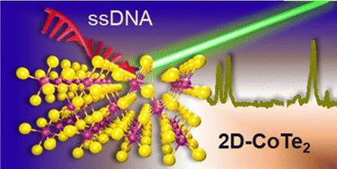 Nucleobase identification using two-dimensional cobalt telluride†