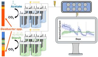 Investigating substrate impact on electroactive biofilm performance in low-cost, single-chamber microbial electrolysis cells for biosensing†
