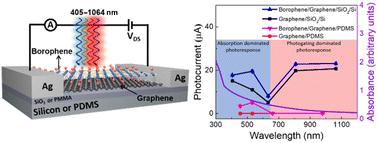 Photogating-enhanced photodetection in substrate-assisted borophene–graphene hybrids†