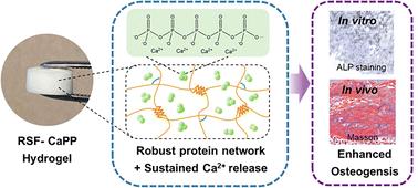 Calcium polyphosphate endows silk fibroin hydrogels with enhanced osteogenesis for bone function restoration†
