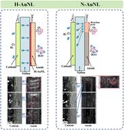 Unveiling proton pathways between the anode and cathode in PEM electrolyzer cells via direct reaction visualization†