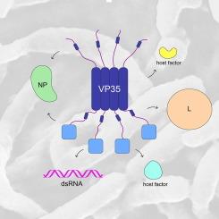 25 Years of Ebola Virus VP35 Research
