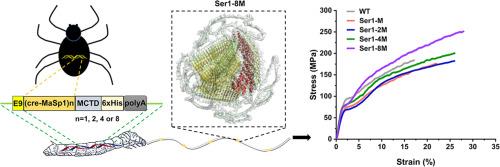 Structural and mechanical properties of engineered silkworm-spider composite silk