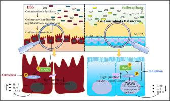 Gut microbiota-related glutathione metabolism is key mechanism for sulforaphane ameliorating ulcerative colitis