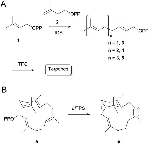 Genome Mining Reveals a Novel Nephthenol-Producing Diterpene Synthase from the Sandfly Lutzomyia Longipalpis