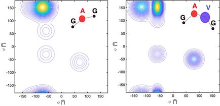Local and Global Behavior of Unfolded and Intrinsically Disordered Peptides and Proteins