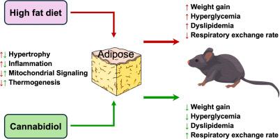 Dietary cannabidiol oil mitigates metabolic dysfunction in mice with high-fat diet-induced obesity
