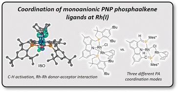 Coordination and C–H activation of an amidobis(phosphaalkene) ligand at rhodium(i)†