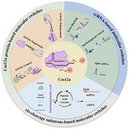 Engineering molecular switches of CRISPR/Cas12a for biosensing applications