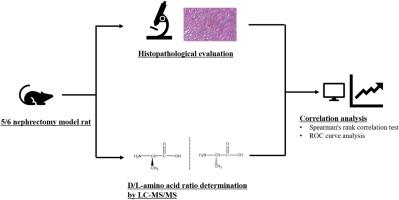 Correlation analysis of urinary D/L-amino acid ratios and renal injury by using 5/6 nephrectomy model rats