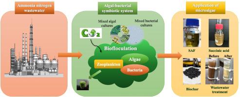 Application of algae-bacteria symbiosis system for ammonia nitrogen wastewater treatment