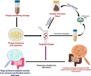 Exploring the therapeutic potential of bacteriophage-mediated modulation of gut microbiota towards colorectal cancer