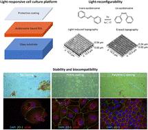 Stabilizing light-responsive azobenzene films in an aqueous environment with thin polymer coatings